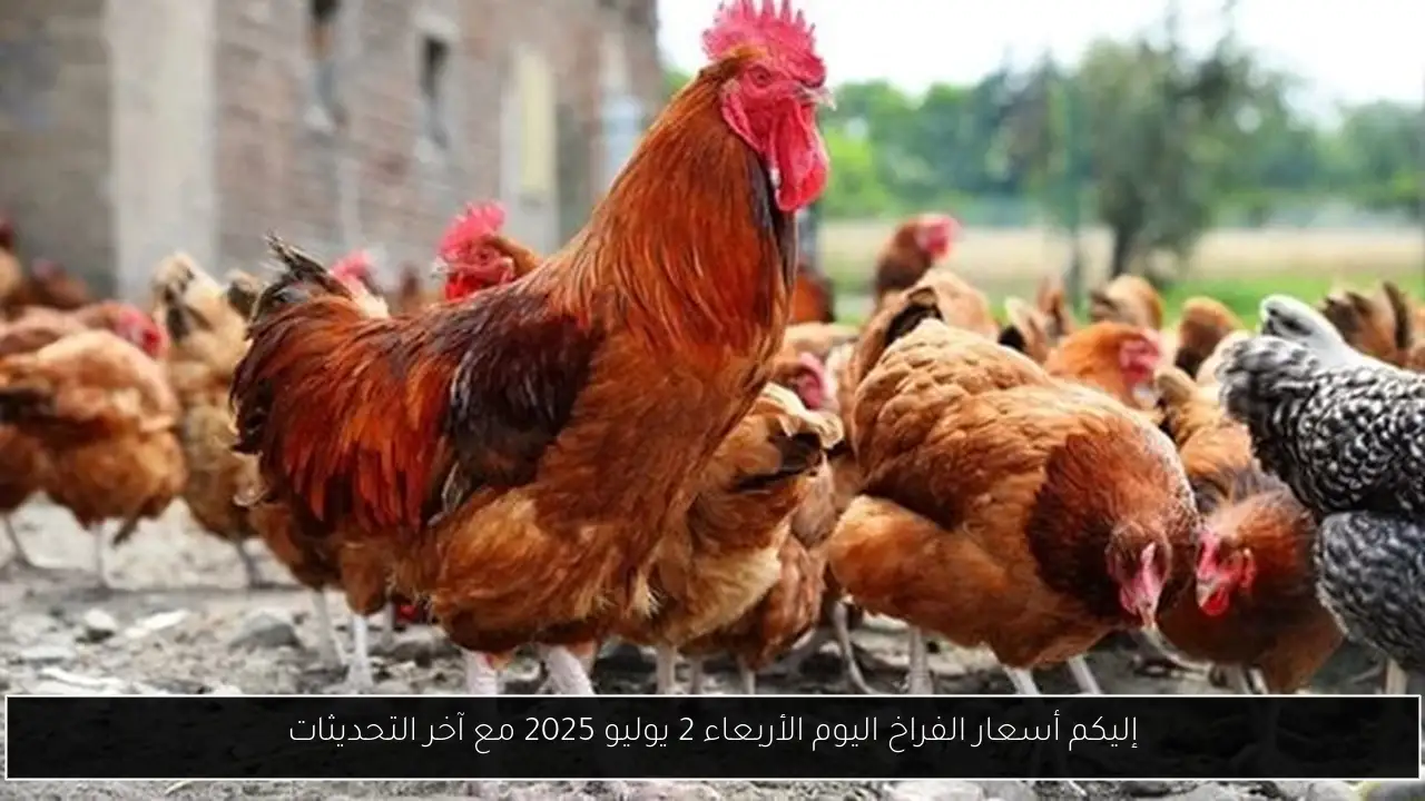 إليكم أسعار الفراخ اليوم الأربعاء 2 يوليو 2025 مع آخر التحديثات