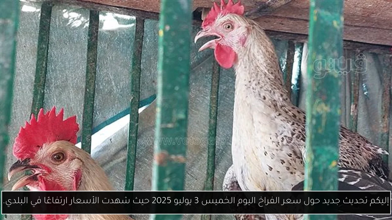 إليكم تحديث جديد حول سعر الفراخ اليوم الخميس 3 يوليو 2025 حيث شهدت الأسعار ارتفاعًا في البلدي.