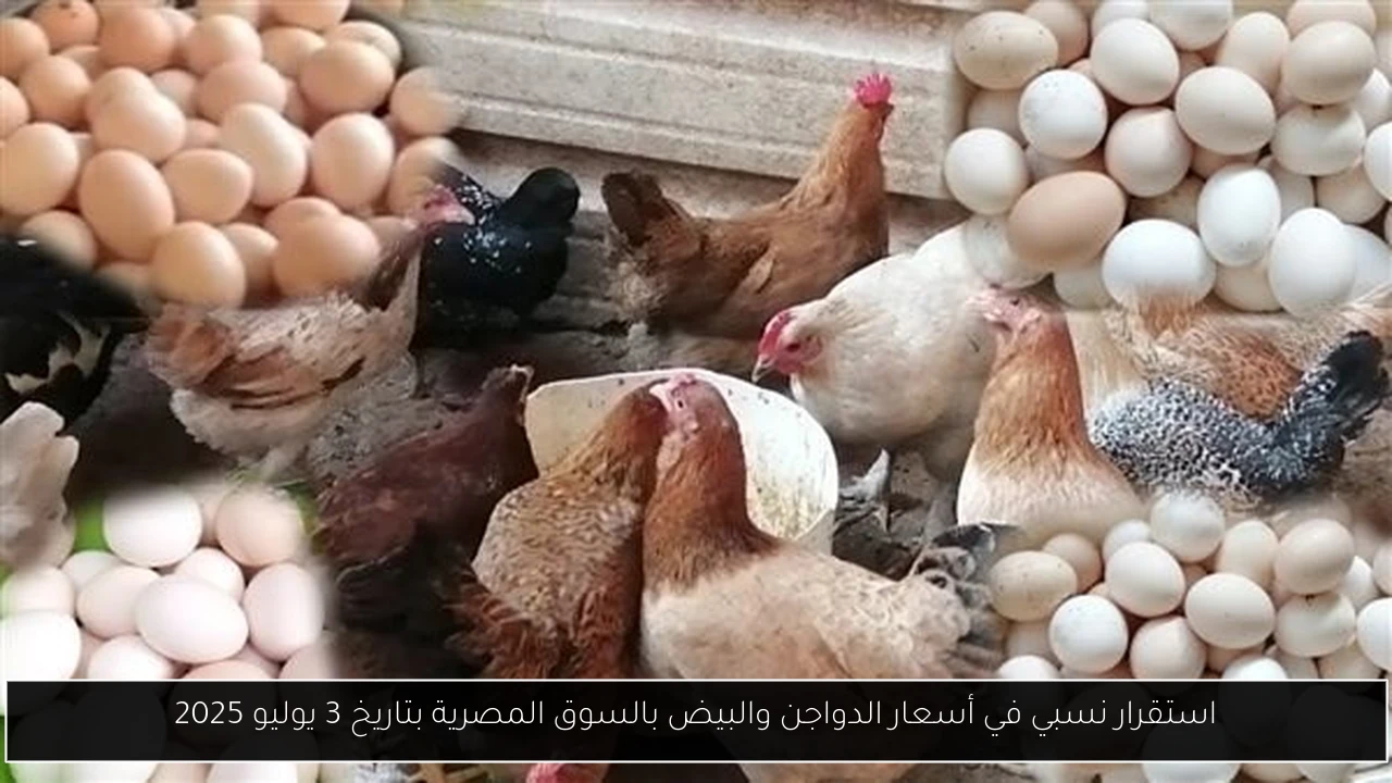 استقرار نسبي في أسعار الدواجن والبيض بالسوق المصرية بتاريخ 3 يوليو 2025