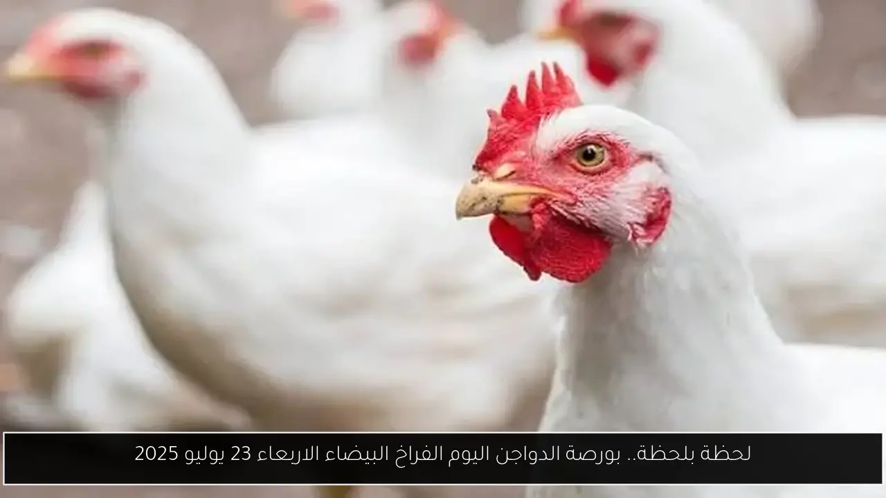لحظة بلحظة.. بورصة الدواجن اليوم الفراخ البيضاء الاربعاء 23 يوليو 2025