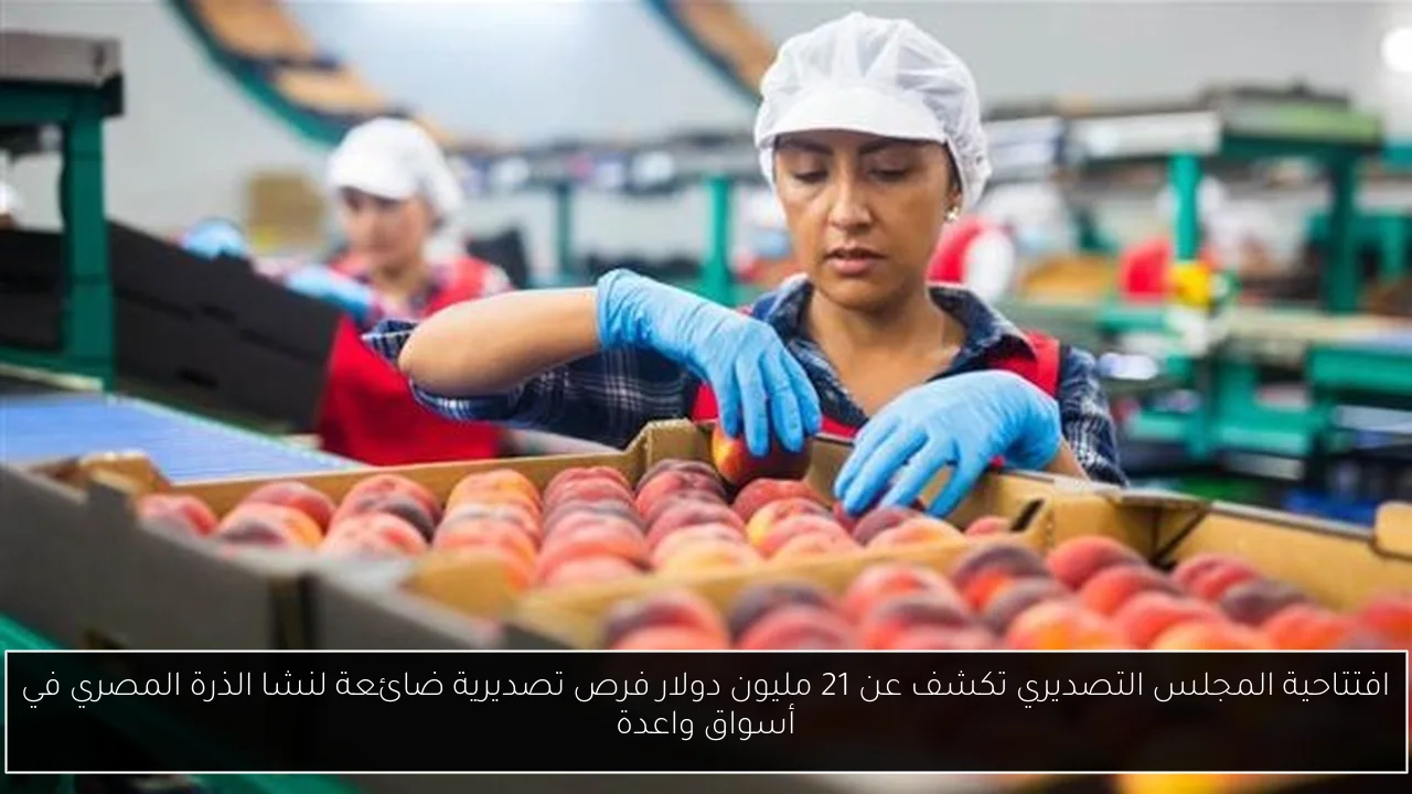 افتتاحية المجلس التصديري تكشف عن 21 مليون دولار فرص تصديرية ضائعة لنشا الذرة المصري في أسواق واعدة