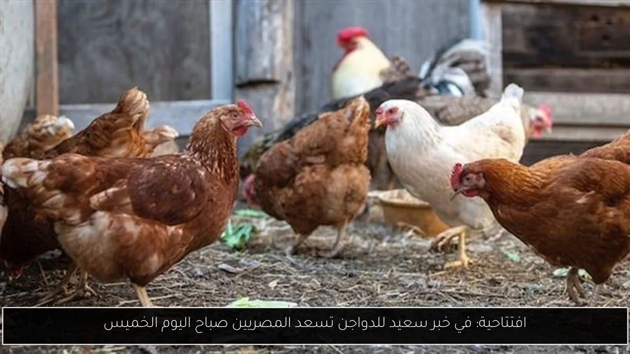 افتتاحية: في خبر سعيد للدواجن تسعد المصريين صباح اليوم الخميس