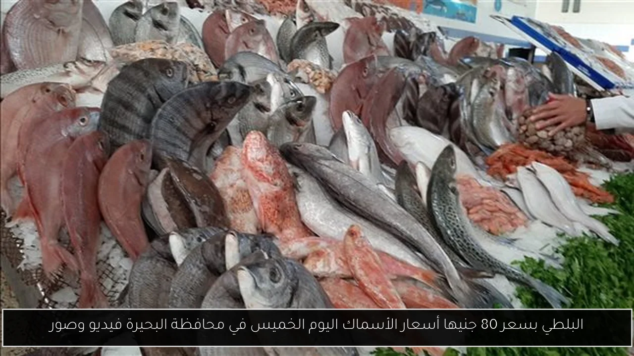 البلطي بسعر 80 جنيها أسعار الأسماك اليوم الخميس في محافظة البحيرة فيديو وصور