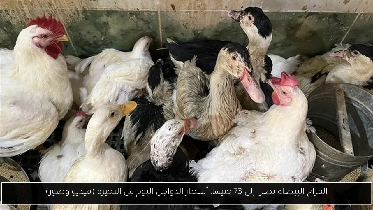 الفراخ البيضاء تصل إلى 73 جنيها، أسعار الدواجن اليوم في البحيرة (فيديو وصور)