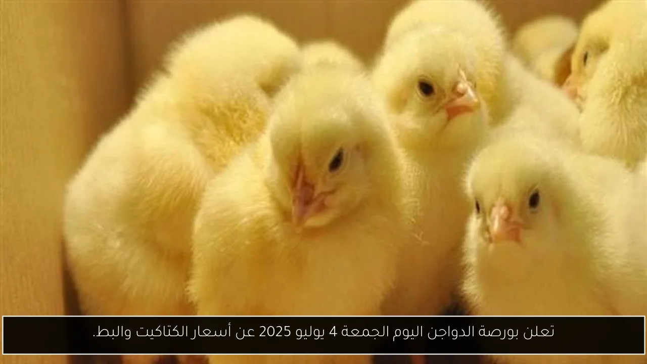 تعلن بورصة الدواجن اليوم الجمعة 4 يوليو 2025 عن أسعار الكتاكيت والبط.