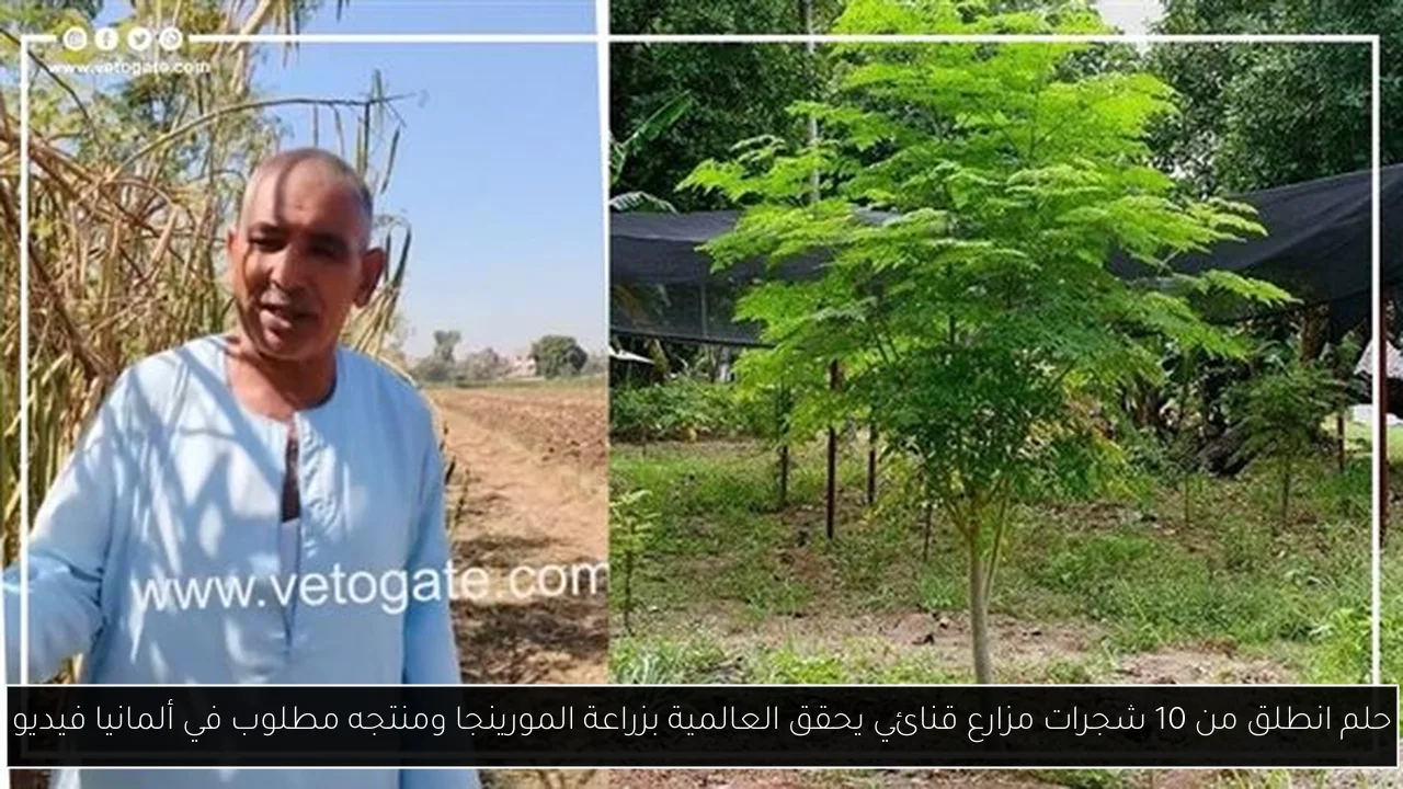 حلم انطلق من 10 شجرات مزارع قنائي يحقق العالمية بزراعة المورينجا ومنتجه مطلوب في ألمانيا فيديو