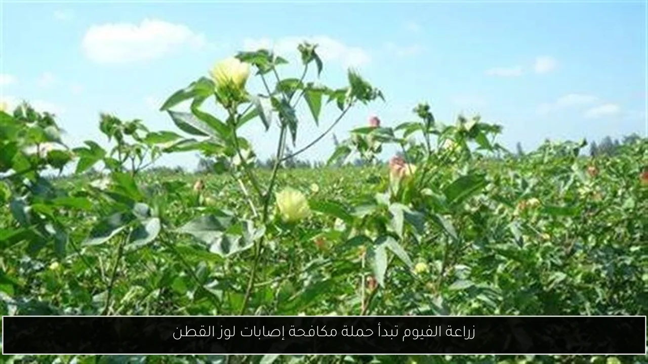 زراعة الفيوم تبدأ حملة مكافحة إصابات لوز القطن