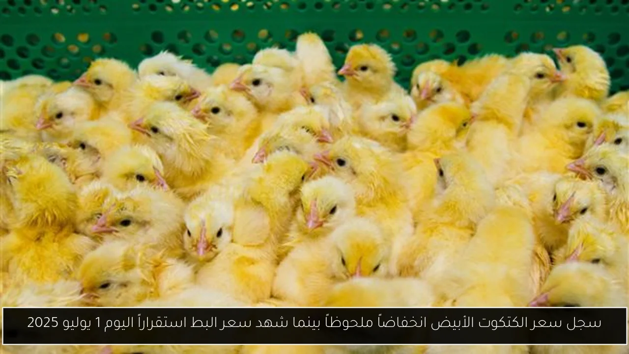 سجل سعر الكتكوت الأبيض انخفاضاً ملحوظاً بينما شهد سعر البط استقراراً اليوم 1 يوليو 2025