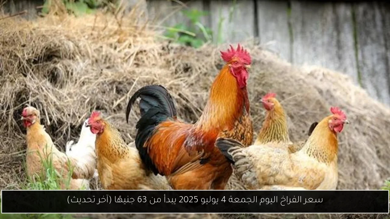سعر الفراخ اليوم الجمعة 4 يوليو 2025 يبدأ من 63 جنيهًا (آخر تحديث)