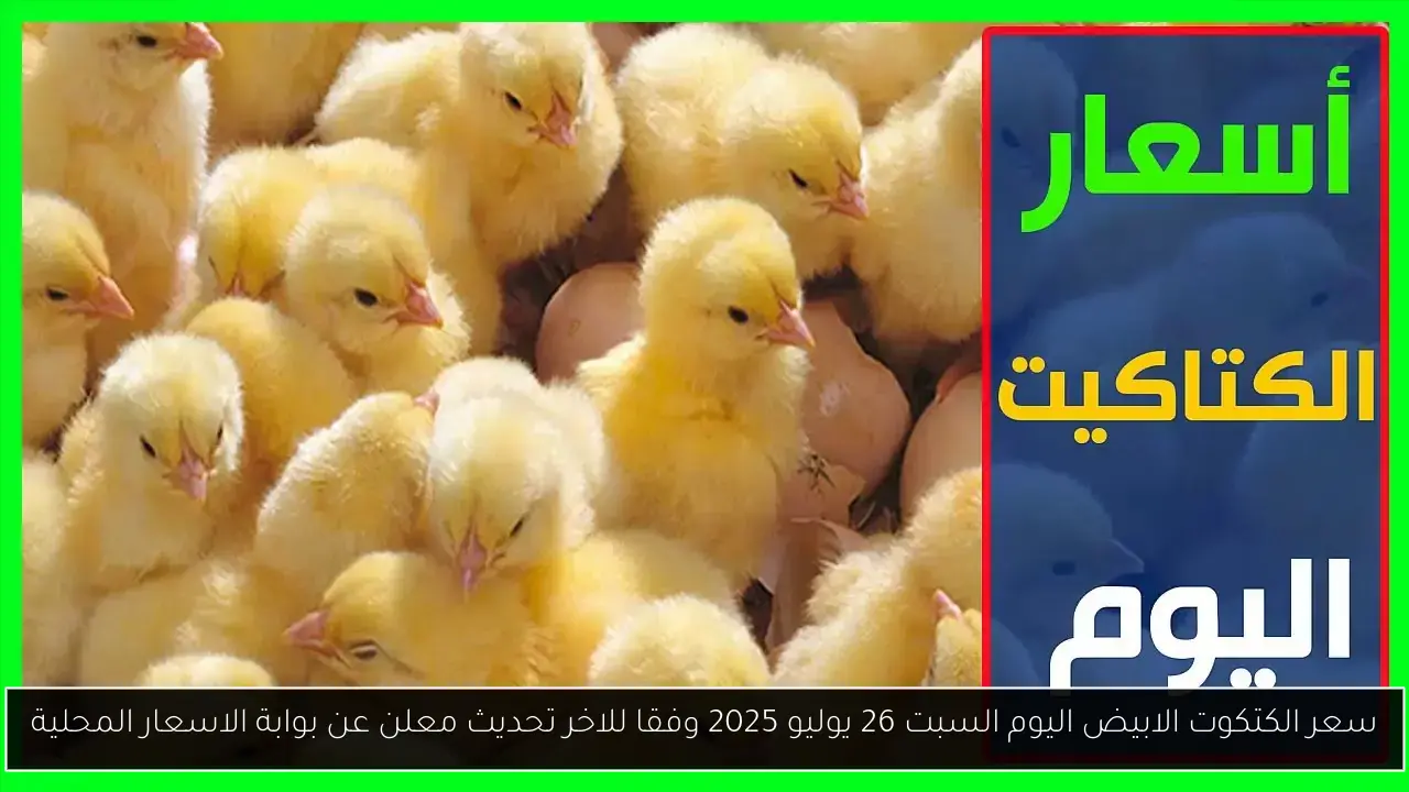 سعر الكتكوت الابيض اليوم السبت 26 يوليو 2025 وفقا للاخر تحديث معلن عن بوابة الاسعار المحلية