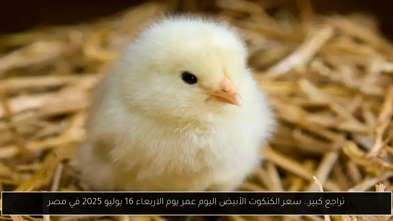 تراجع كبير.. سعر الكتكوت الأبيض اليوم عمر يوم الاربعاء 16 يوليو 2025 في مصر