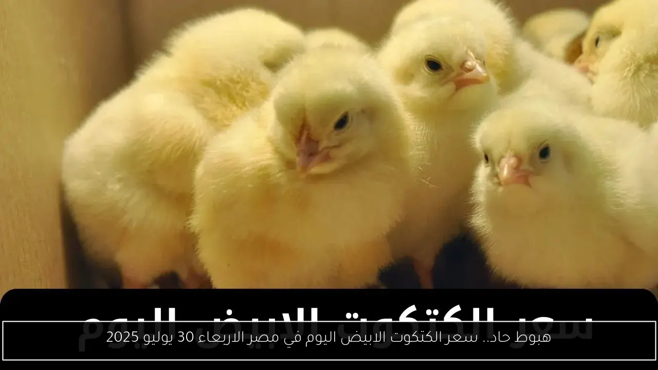 هبوط حاد.. سعر الكتكوت الابيض اليوم في مصر الاربعاء 30 يوليو 2025