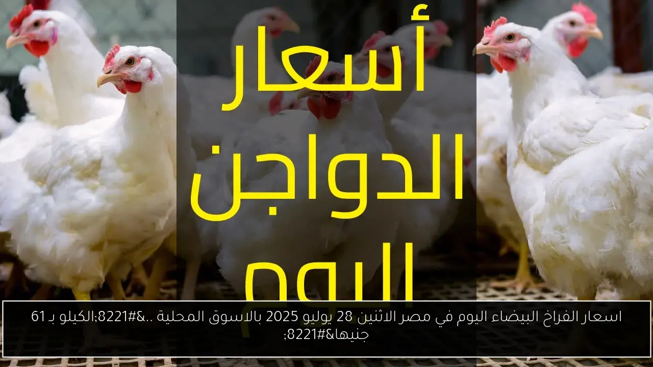 اسعار الفراخ البيضاء اليوم في مصر الاثنين 28 يوليو 2025 بالاسوق المحلية ..”الكيلو بـ 61 جنيها”