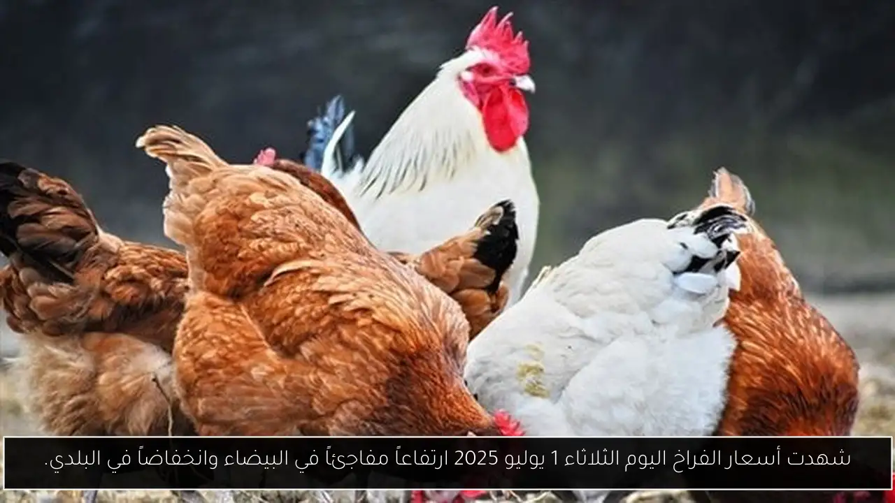 شهدت أسعار الفراخ اليوم الثلاثاء 1 يوليو 2025 ارتفاعاً مفاجئاً في البيضاء وانخفاضاً في البلدي.