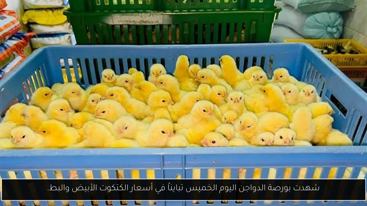 شهدت بورصة الدواجن اليوم الخميس تبايناً في أسعار الكتكوت الأبيض والبط.