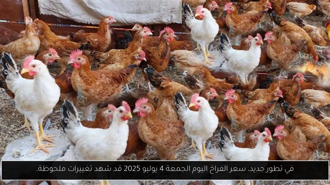 في تطور جديد، سعر الفراخ اليوم الجمعة 4 يوليو 2025 قد شهد تغييرات ملحوظة.