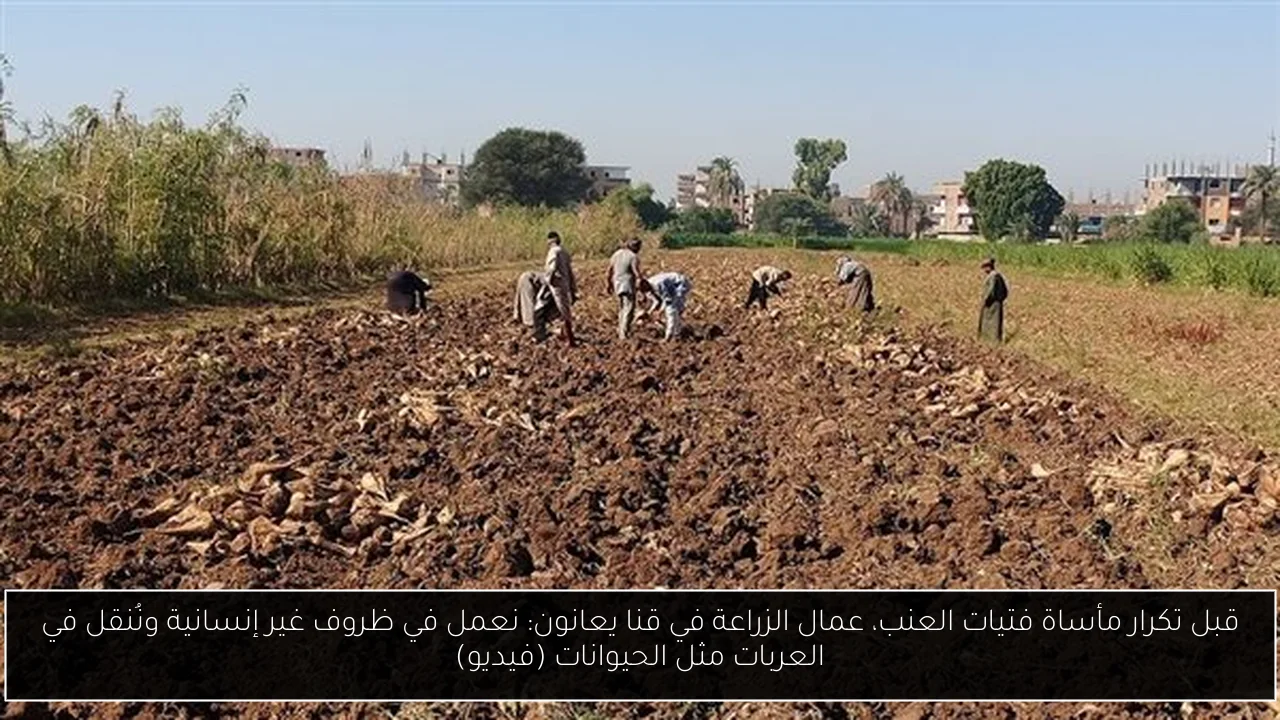 قبل تكرار مأساة فتيات العنب، عمال الزراعة في قنا يعانون: نعمل في ظروف غير إنسانية ونُنقل في العربات مثل الحيوانات (فيديو)