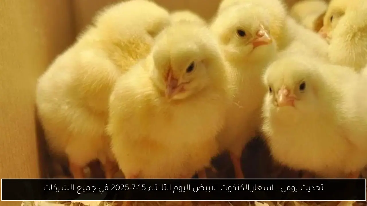تحديث يومي.. اسعار الكتكوت الابيض اليوم الثلاثاء 15-7-2025 في جميع الشركات