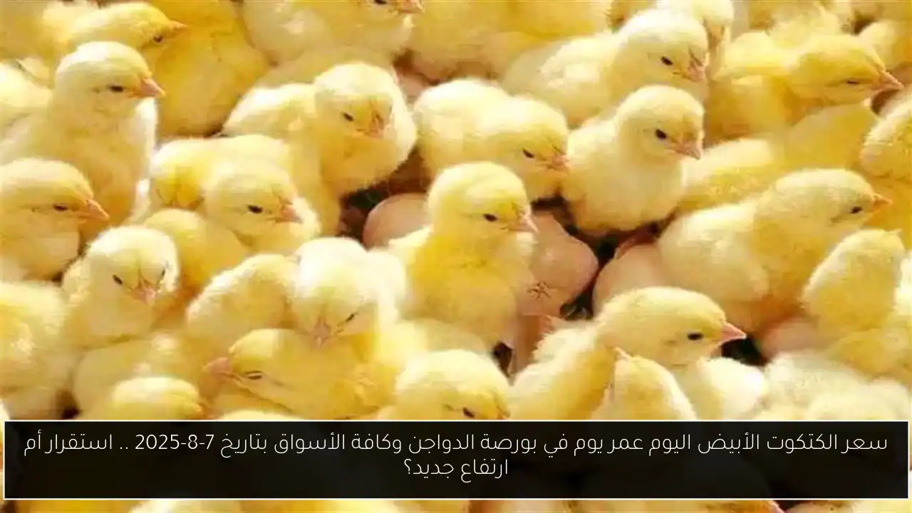 سعر الكتكوت الأبيض اليوم عمر يوم في بورصة الدواجن وكافة الأسواق بتاريخ 7-8-2025 .. استقرار أم ارتفاع جديد؟