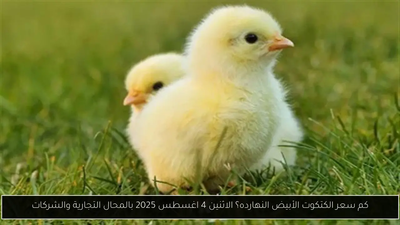 كم سعر الكتكوت الأبيض النهارده؟ الاثنين 4 اغسطس 2025 بالمحال التجارية والشركات