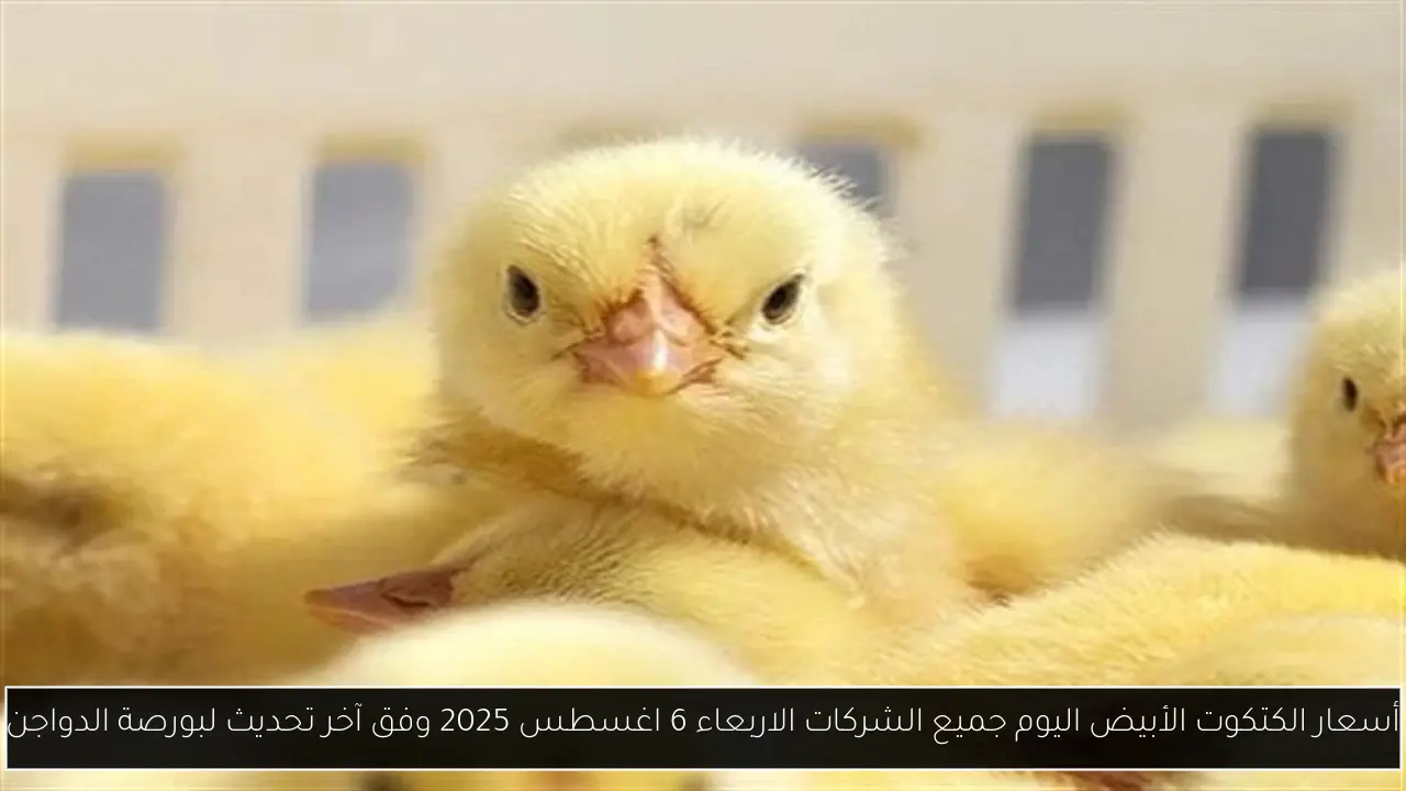 أسعار الكتكوت الأبيض اليوم جميع الشركات الاربعاء 6 اغسطس 2025 وفق آخر تحديث لبورصة الدواجن