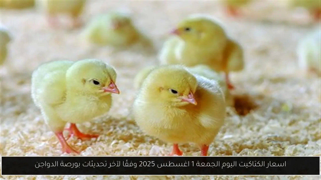 اسعار الكتاكيت اليوم الجمعة 1 اغسطس 2025 وفقًا لآخر تحديثات بورصة الدواجن