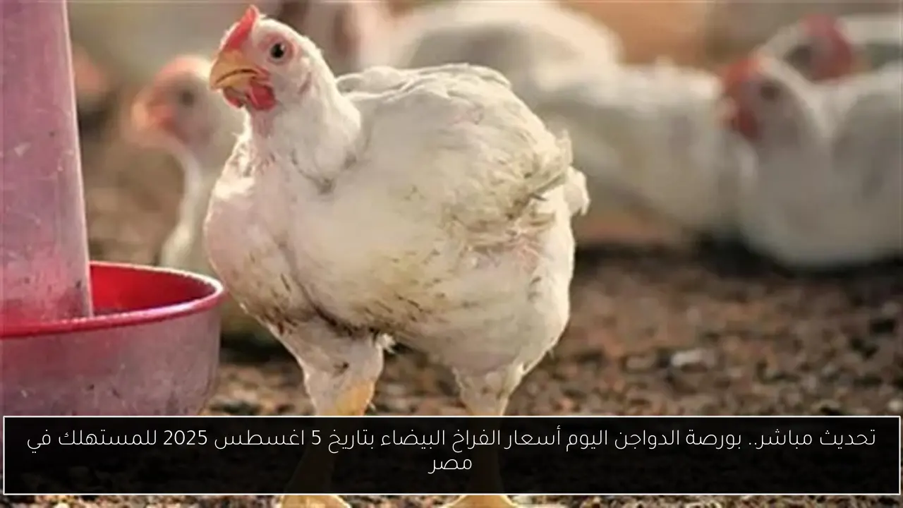 تحديث مباشر.. بورصة الدواجن اليوم أسعار الفراخ البيضاء بتاريخ 5 اغسطس 2025 للمستهلك في مصر