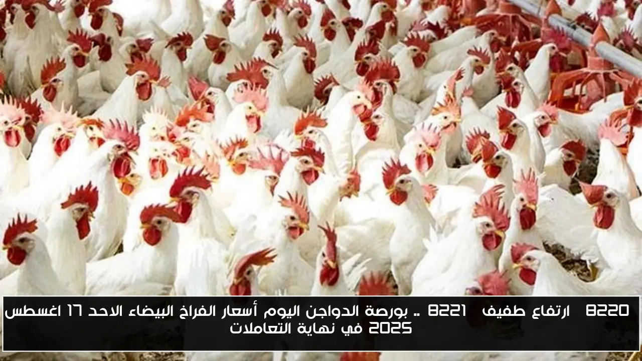 “ارتفاع طفيف”.. بورصة الدواجن اليوم أسعار الفراخ البيضاء الاحد 17 اغسطس 2025 في نهاية التعاملات