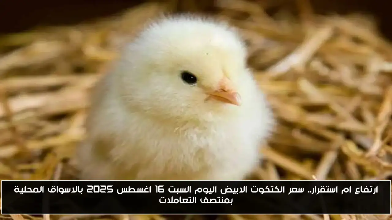 ارتفاع ام استقرار.. سعر الكتكوت الابيض اليوم السبت 16 اغسطس 2025 بالاسواق المحلية بمنتصف التعاملات