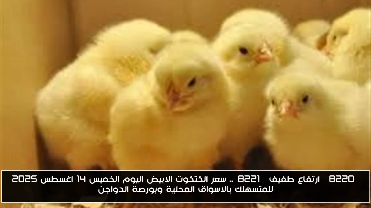 “ارتفاع طفيف”.. سعر الكتكوت الابيض اليوم الخميس 14 اغسطس 2025 للمتسهلك بالاسواق المحلية وبورصة الدواجن