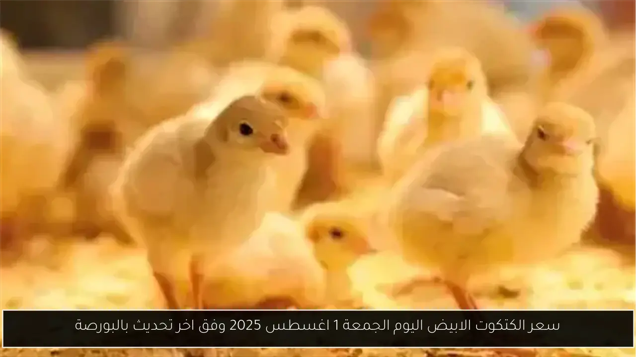 سعر الكتكوت الابيض اليوم الجمعة 1 اغسطس 2025 وفق اخر تحديث بالبورصة