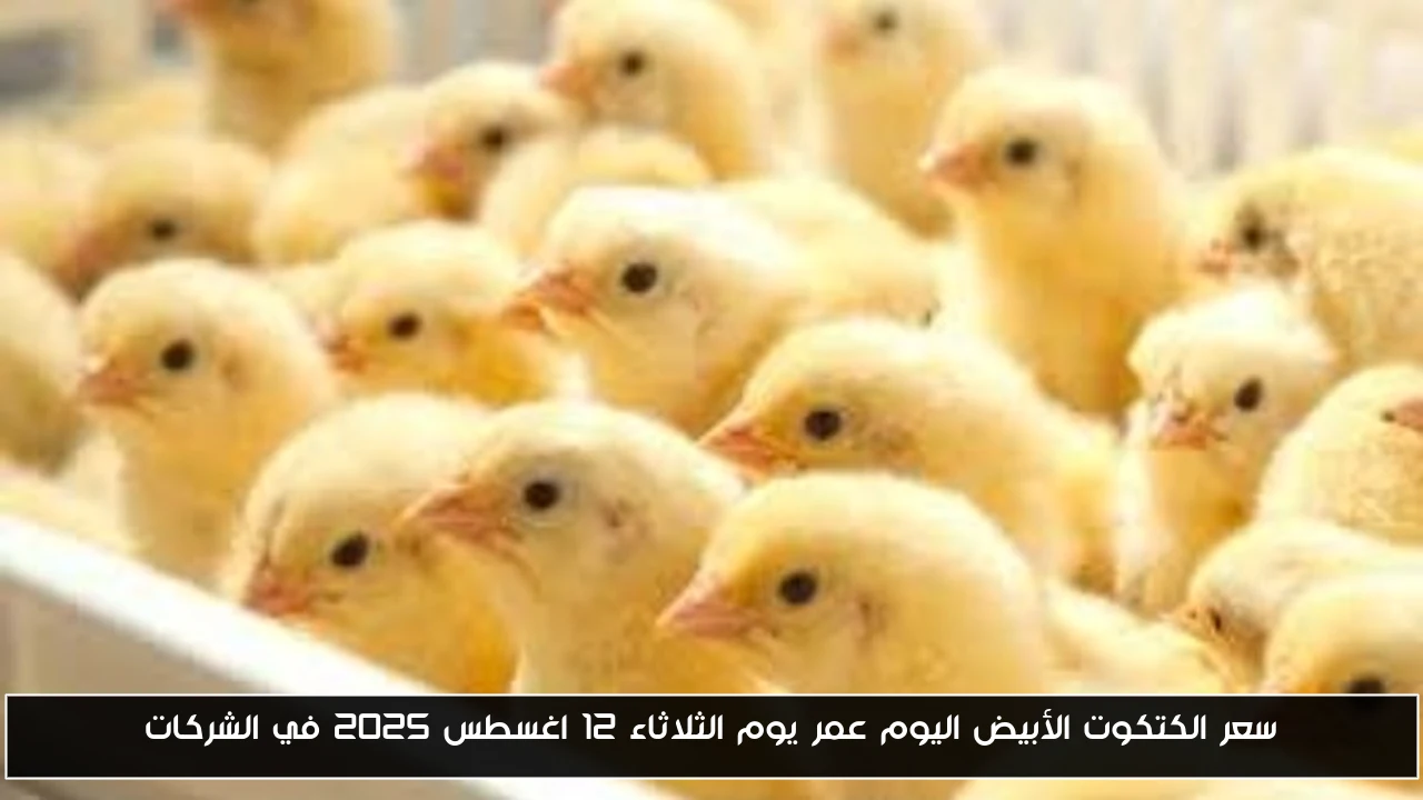 سعر الكتكوت الأبيض اليوم عمر يوم الثلاثاء 12 اغسطس 2025 في الشركات