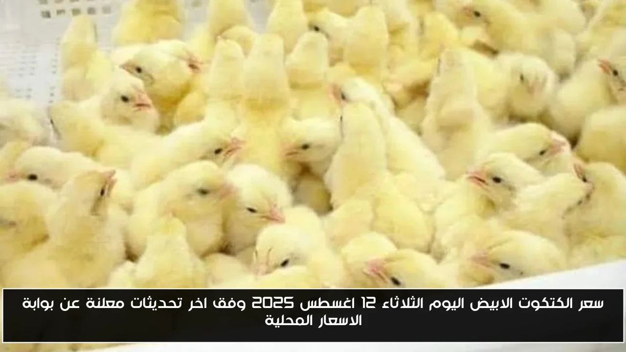 سعر الكتكوت الابيض اليوم الثلاثاء 12 اغسطس 2025 وفق اخر تحديثات معلنة عن بوابة الاسعار المحلية