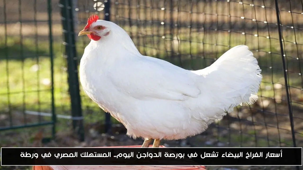 أسعار الفراخ البيضاء تشعل في بورصة الدواجن اليوم.. المستهلك المصري في ورطة