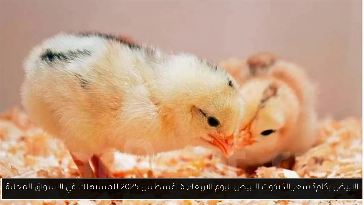 الابيض بكام؟ سعر الكتكوت الابيض اليوم الاربعاء 6 اغسطس 2025 للمستهلك في الاسواق المحلية