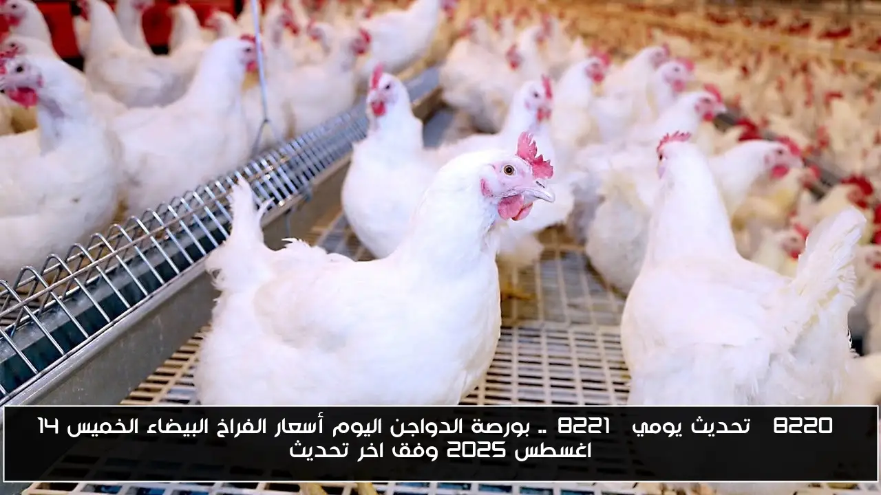 “تحديث يومي”.. بورصة الدواجن اليوم أسعار الفراخ البيضاء الخميس 14 اغسطس 2025 وفق اخر تحديث