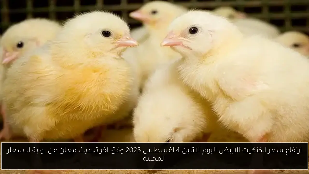 ارتفاع سعر الكتكوت الابيض اليوم الاثنين 4 اغسطس 2025 وفق اخر تحديث معلن عن بوابة الاسعار المحلية