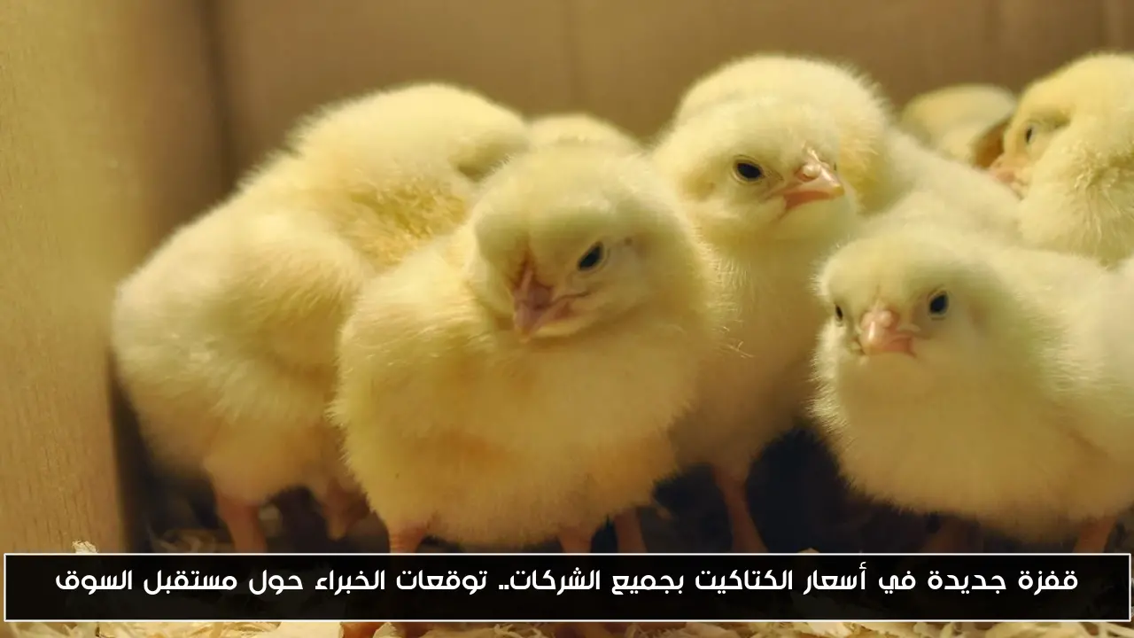 قفزة جديدة في أسعار الكتكوت الأبيض اليوم جميع الشركات.. توقعات الخبراء حول مستقبل السوق