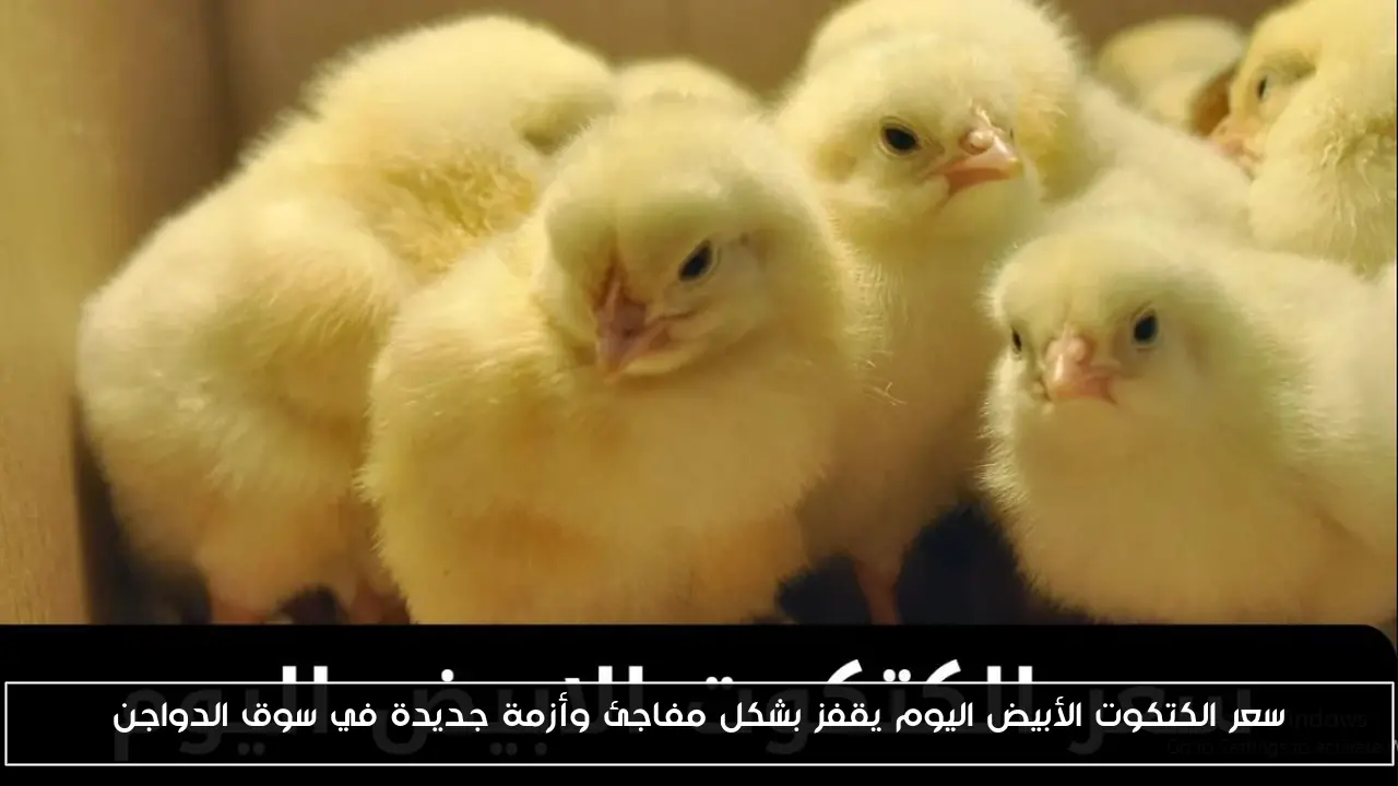 سعر الكتكوت الأبيض اليوم يقفز بشكل مفاجئ وأزمة جديدة في سوق الدواجن