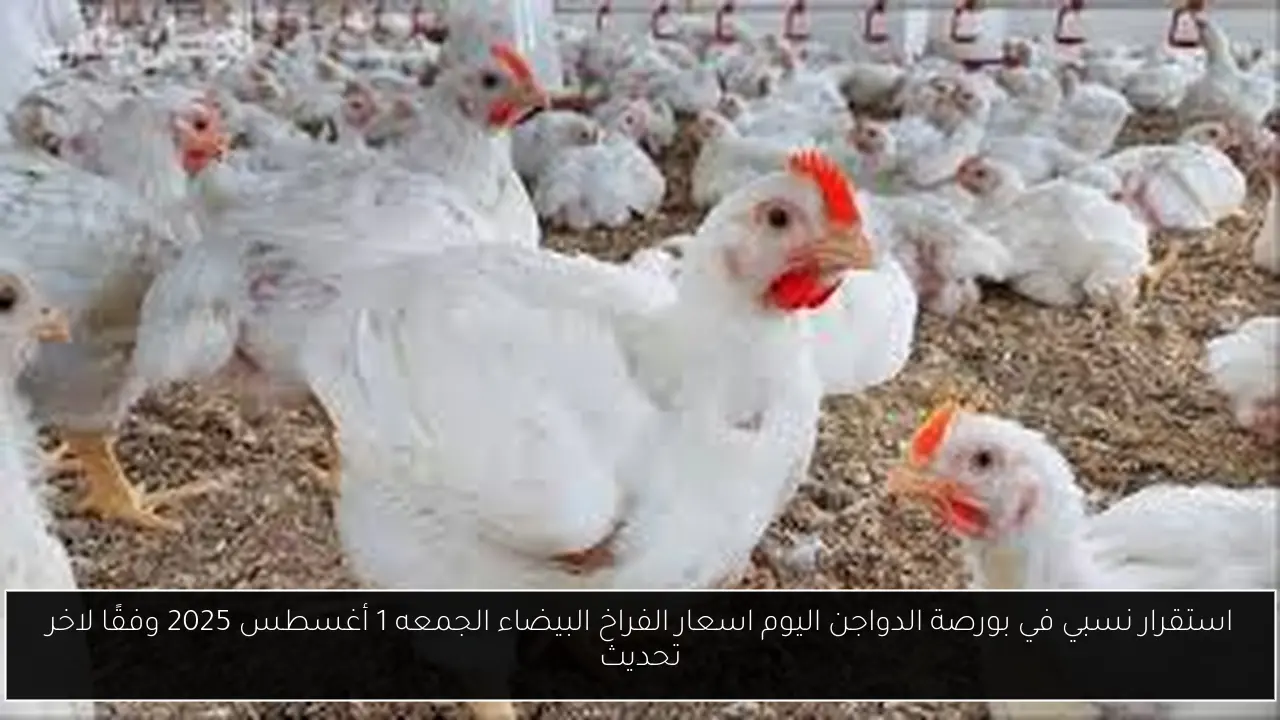 استقرار نسبي في بورصة الدواجن اليوم اسعار الفراخ البيضاء الجمعه 1 أغسطس 2025 وفقًا لاخر تحديث