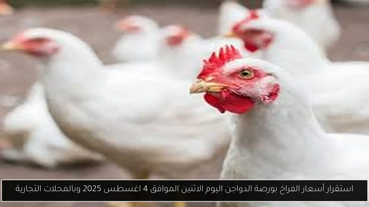 استقرار أسعار الفراخ بورصة الدواجن اليوم الاثنين الموافق 4 اغسطس 2025 وبالمحلات التجارية