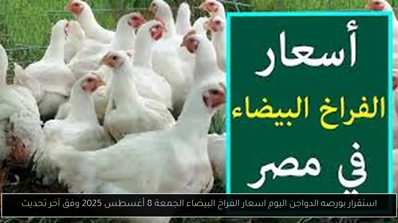 استقرار بورصه الدواجن اليوم اسعار الفراخ البيضاء الجمعة 8 أغسطس 2025 وفق آخر تحديث