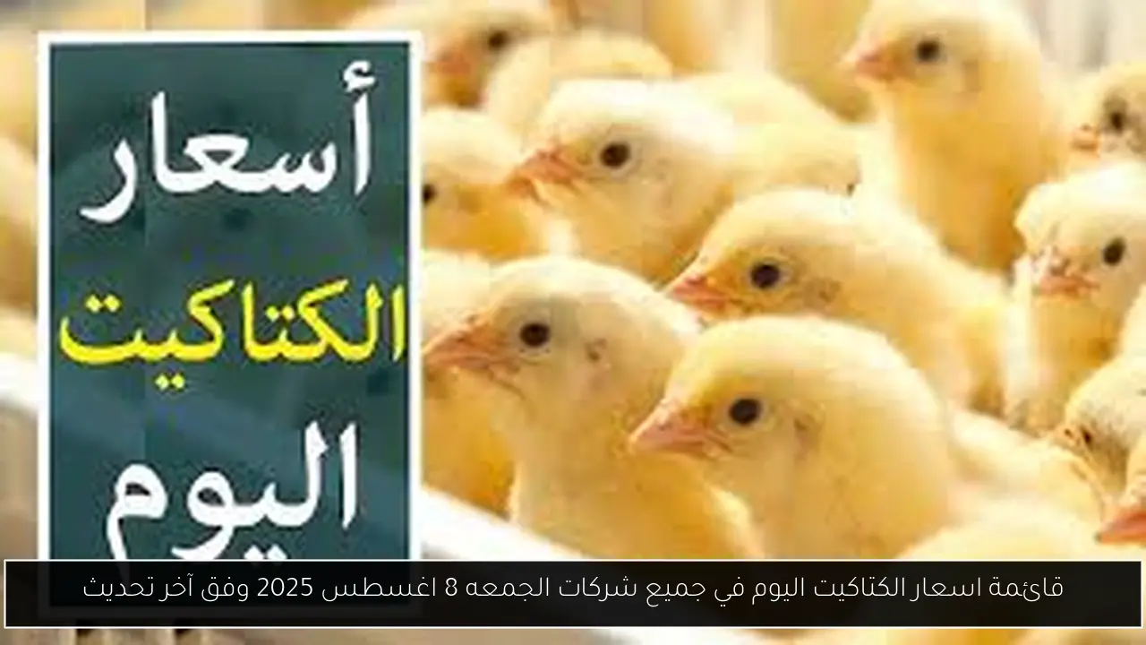قائمة اسعار الكتاكيت اليوم في جميع شركات الجمعه 8 اغسطس 2025 وفق آخر تحديث
