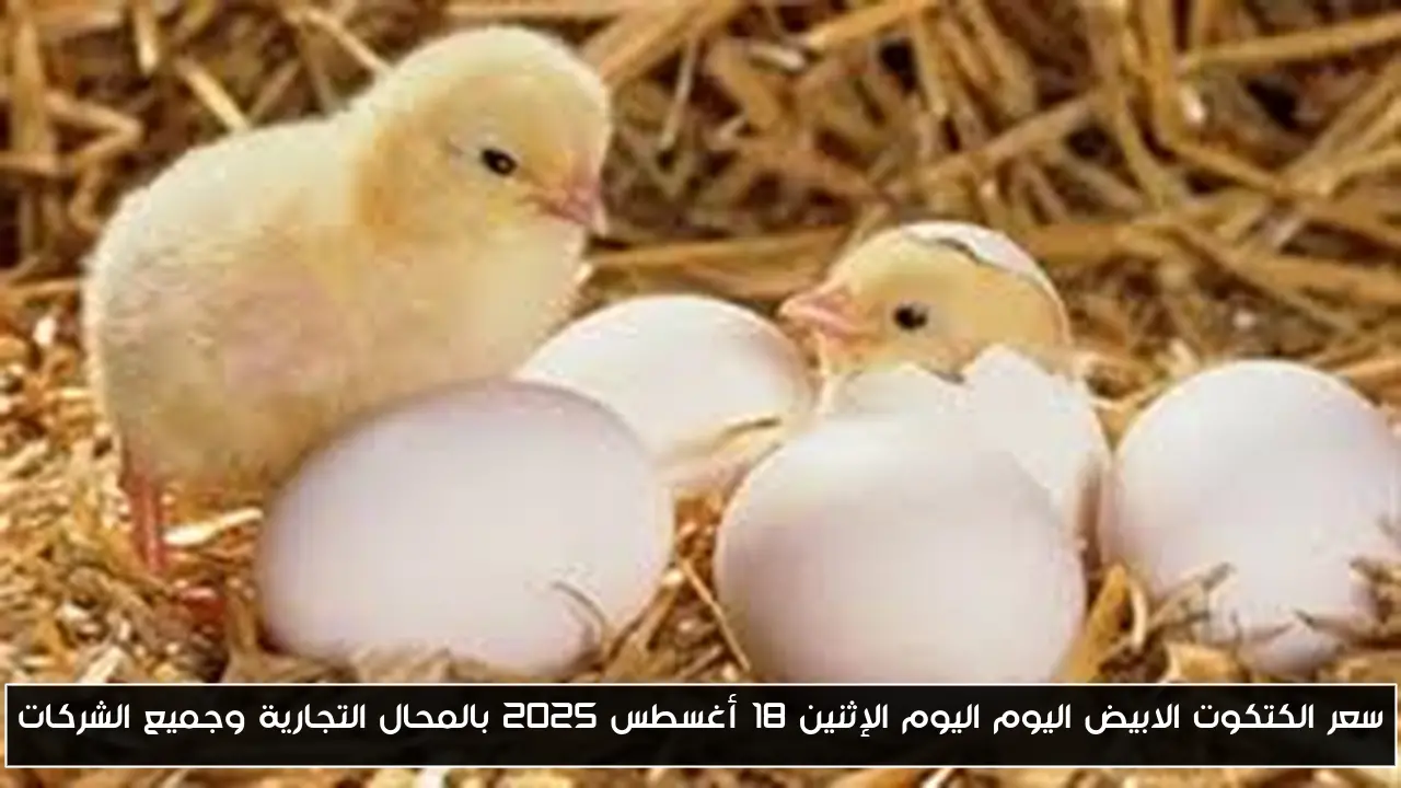سعر الكتكوت الابيض اليوم اليوم الإثنين 18 أغسطس 2025 بالمحال التجارية وجميع الشركات