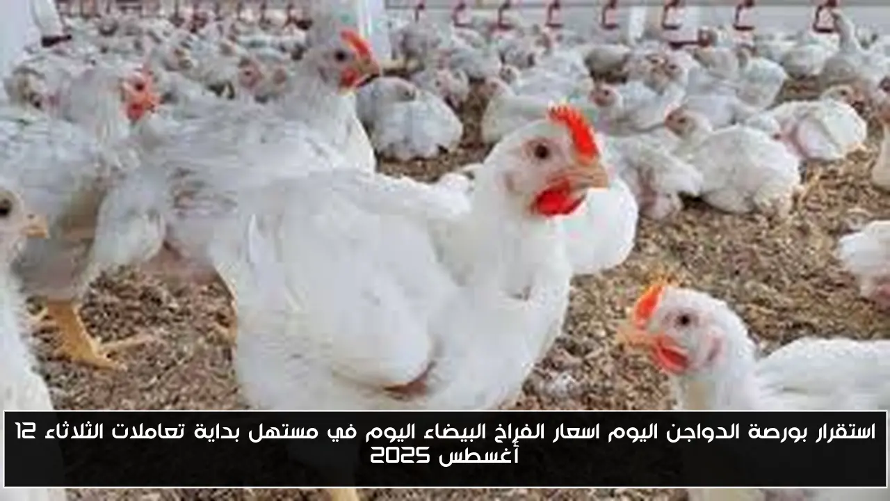 استقرار بورصة الدواجن اليوم اسعار الفراخ البيضاء اليوم في مستهل بداية تعاملات الثلاثاء 12 أغسطس 2025