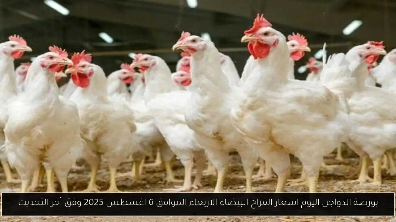 بورصة الدواجن اليوم اسعار الفراخ البيضاء الاربعاء الموافق 6 اغسطس 2025 وفق آخر التحديث