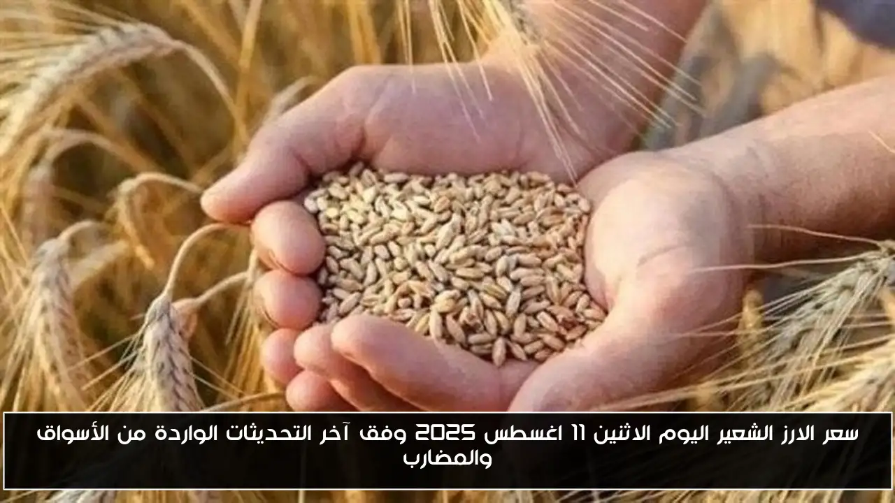 سعر الارز الشعير اليوم الاثنين 11 اغسطس 2025 وفق آخر التحديثات الواردة من الأسواق والمضارب