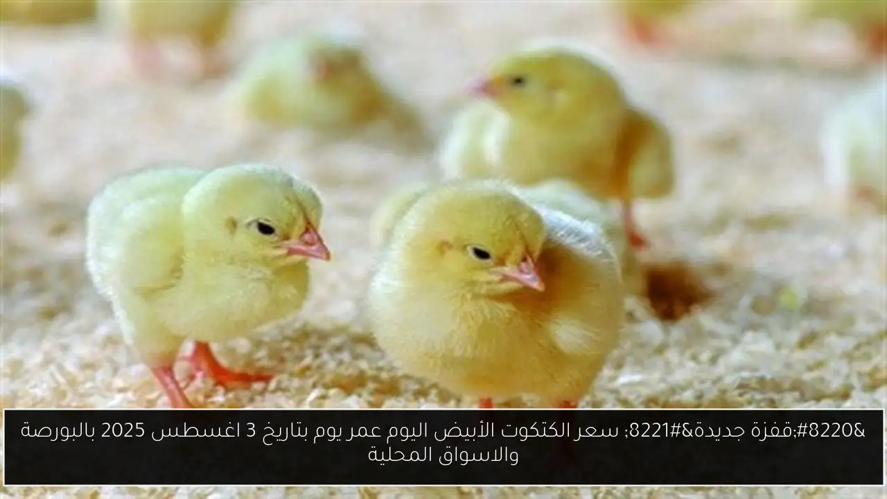 “قفزة جديدة” سعر الكتكوت الأبيض اليوم عمر يوم بتاريخ 3 اغسطس 2025 بالبورصة والاسواق المحلية
