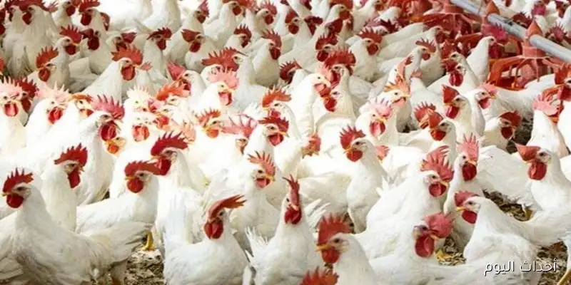 بورصه الدواجن اليوم اسعار الفراخ البيضاء الأحد 31 أغسطس 2025 وفق آخر تحديث