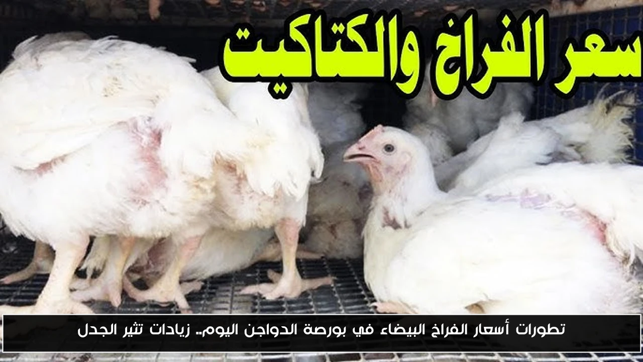 تطورات أسعار الفراخ البيضاء في بورصة الدواجن اليوم.. زيادات تثير الجدل